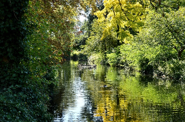 Image of a lake surrounded by trees. Light is reflecting on the water.