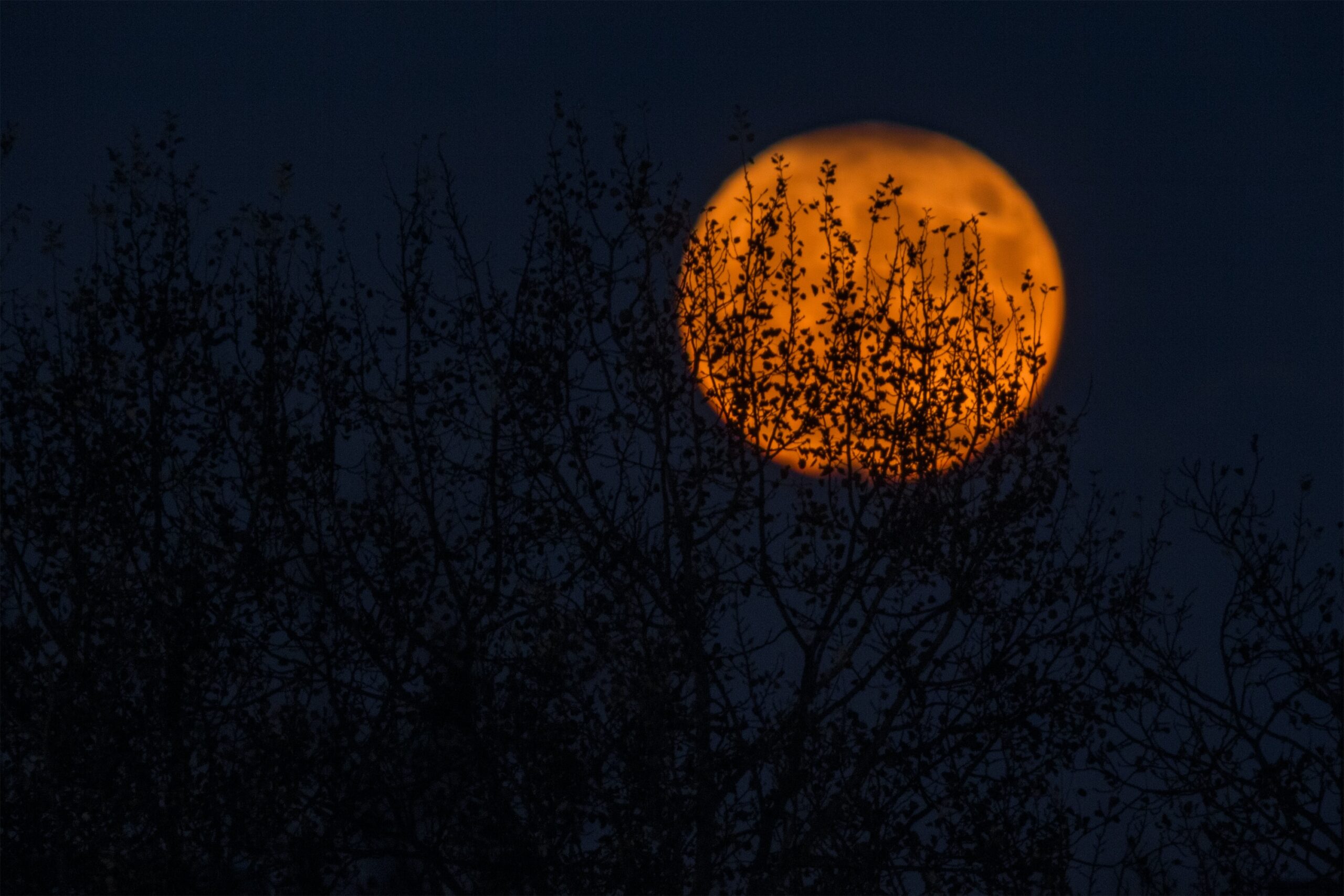 Moon at night through the trees