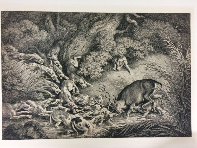 hounds surround a stag