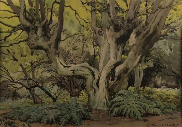 Watercolour of Pollard Hornbeams in Epping Forest