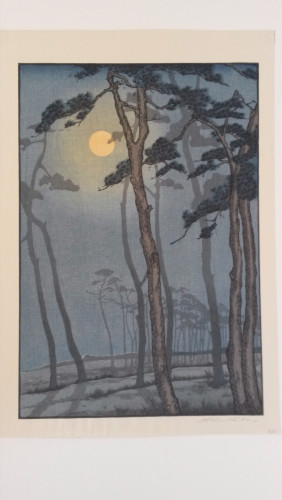 Moonlight behind tall trees
